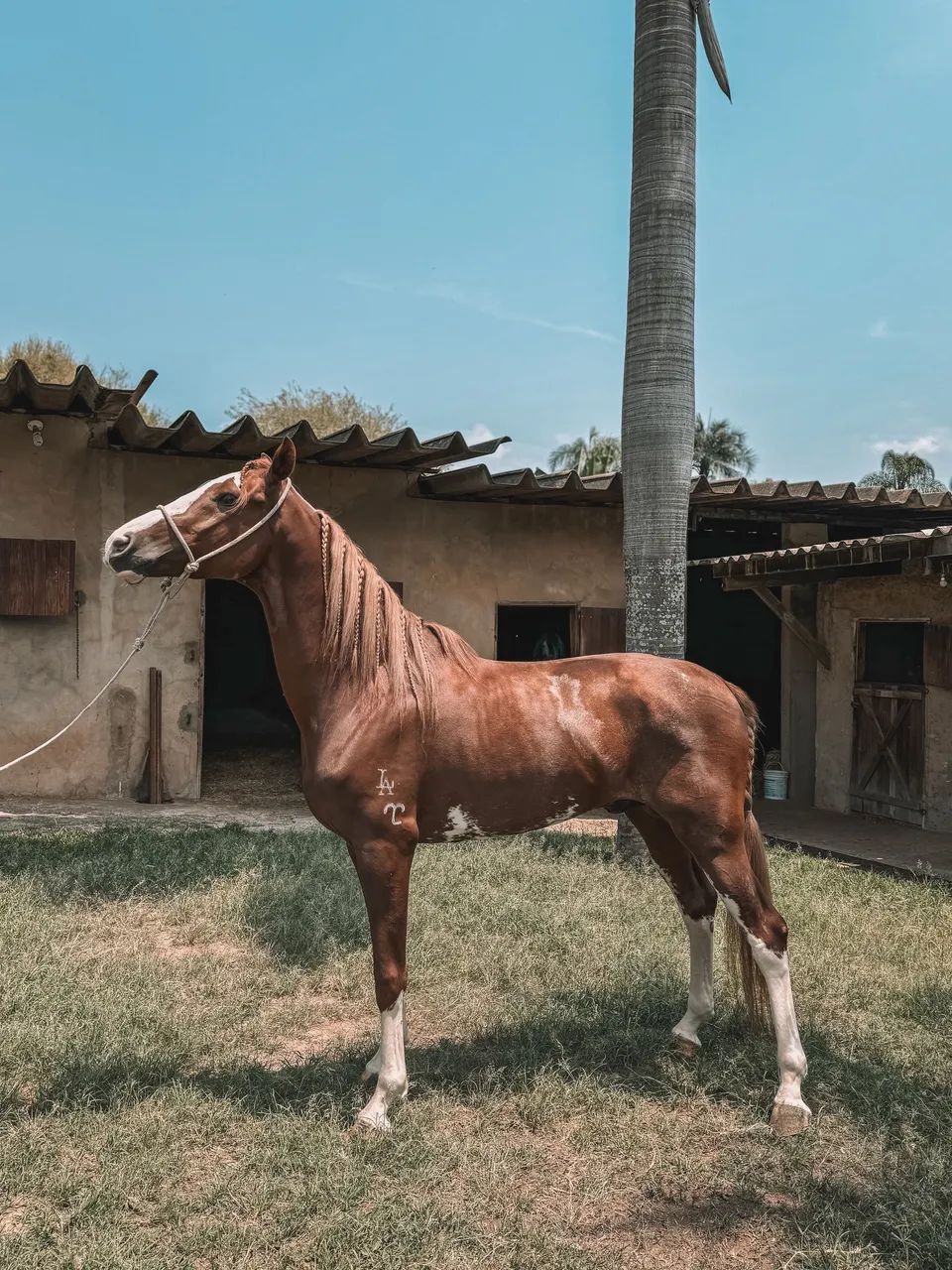 Cavalo Mangalarga Paulista - Foto 6