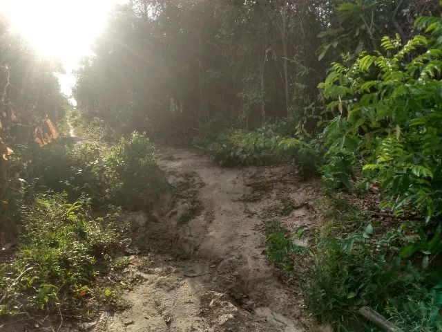 VENDO 1 HECTARE DE TERRA  - Foto 4