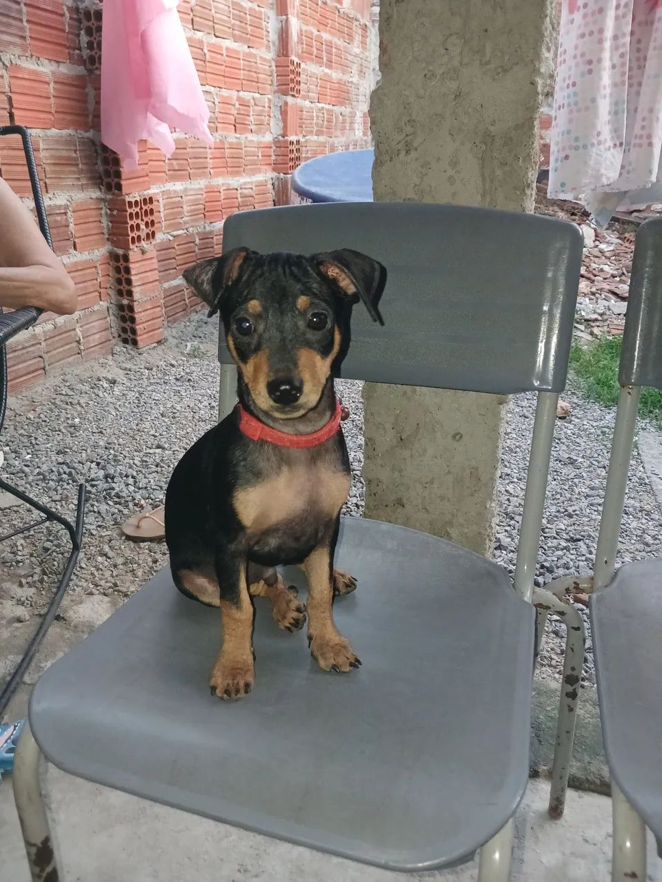 Pinscher macho n° 2 