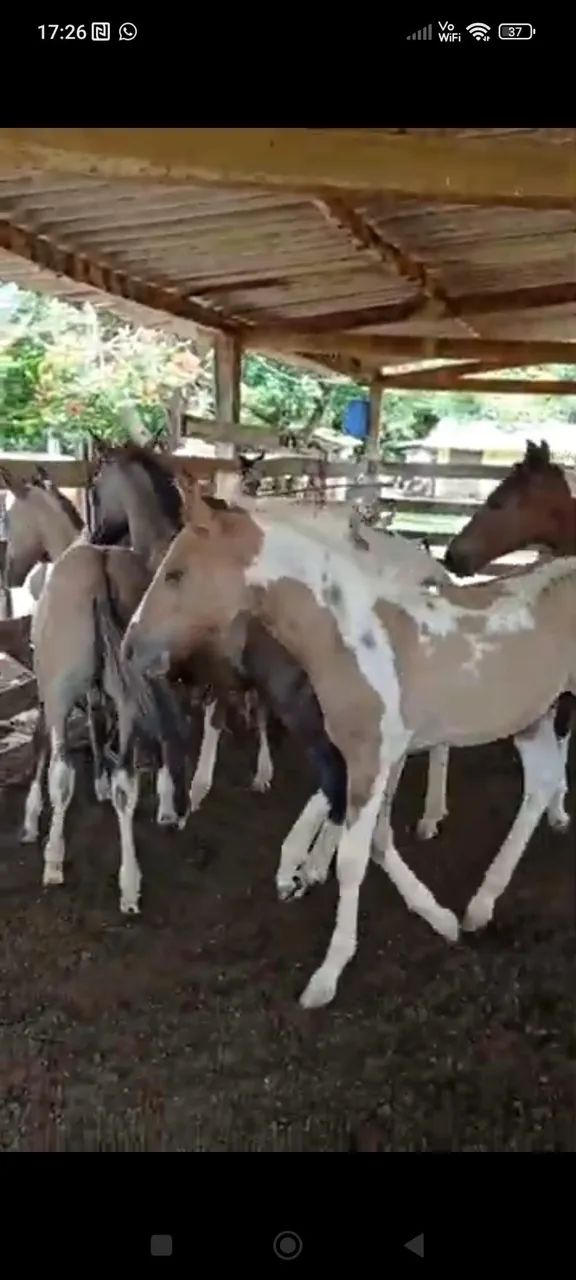 Cavalo  - Foto 4