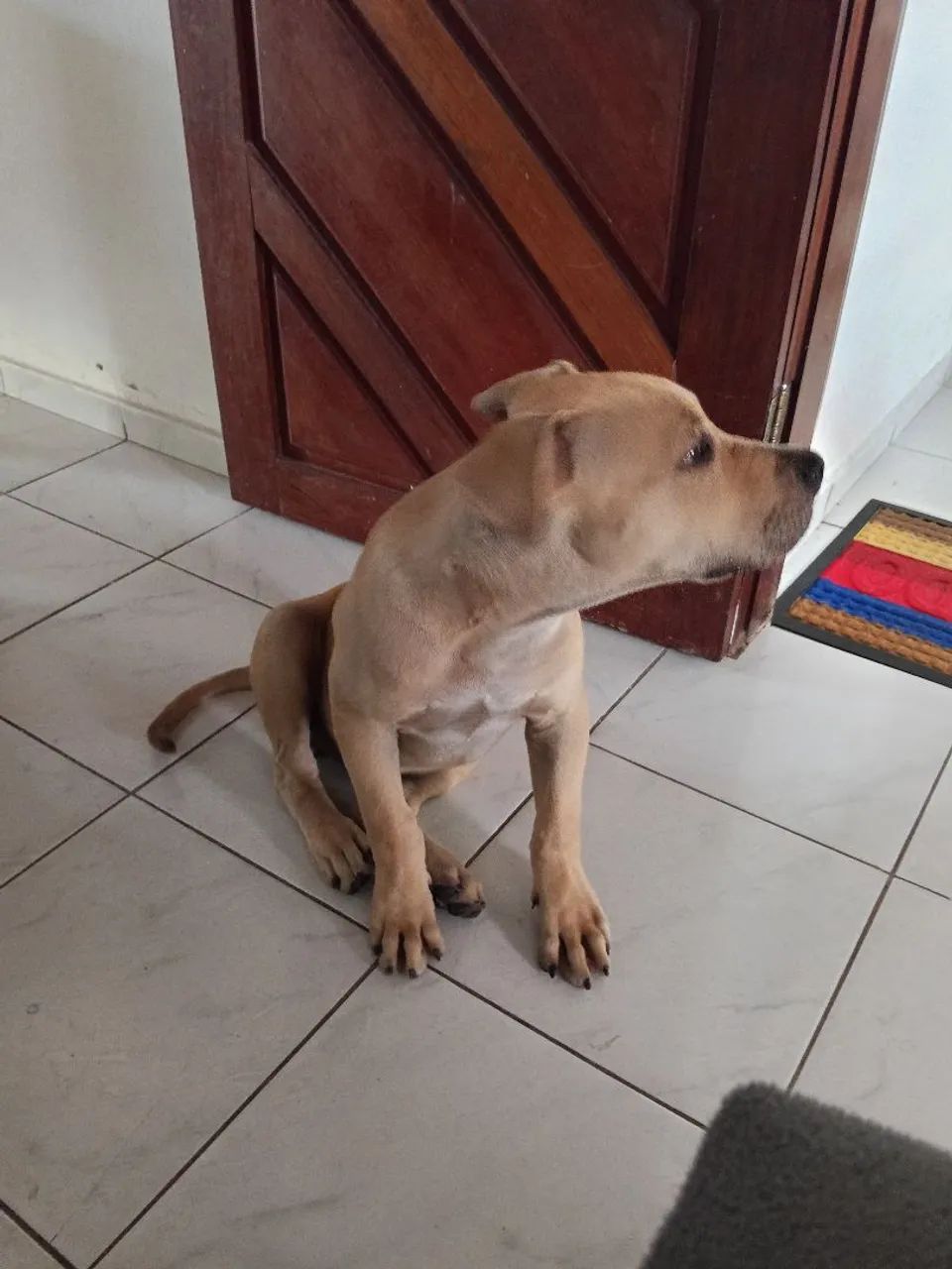 Cachorro  - Foto 3
