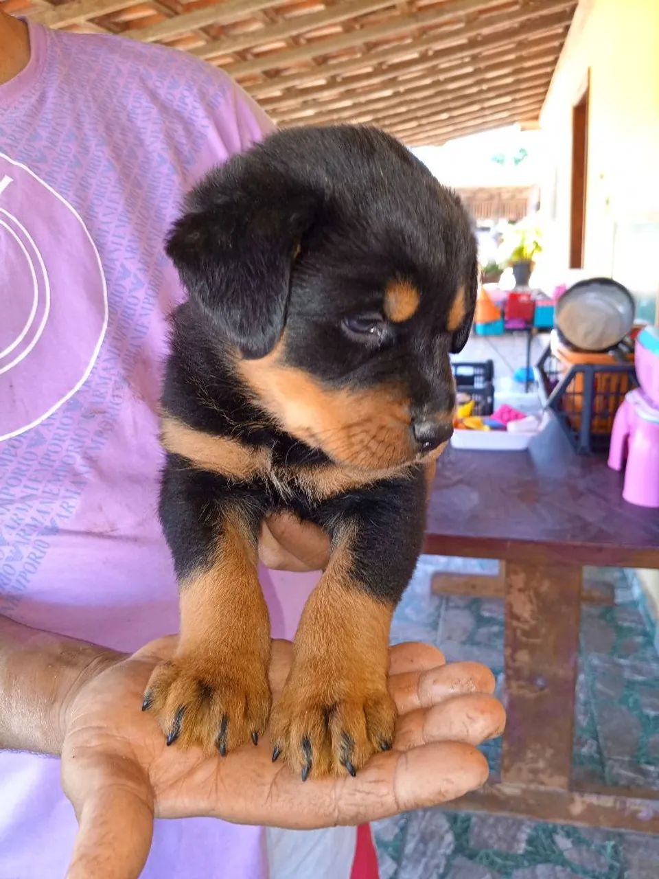Filhotes de rottweiler  - Foto 3