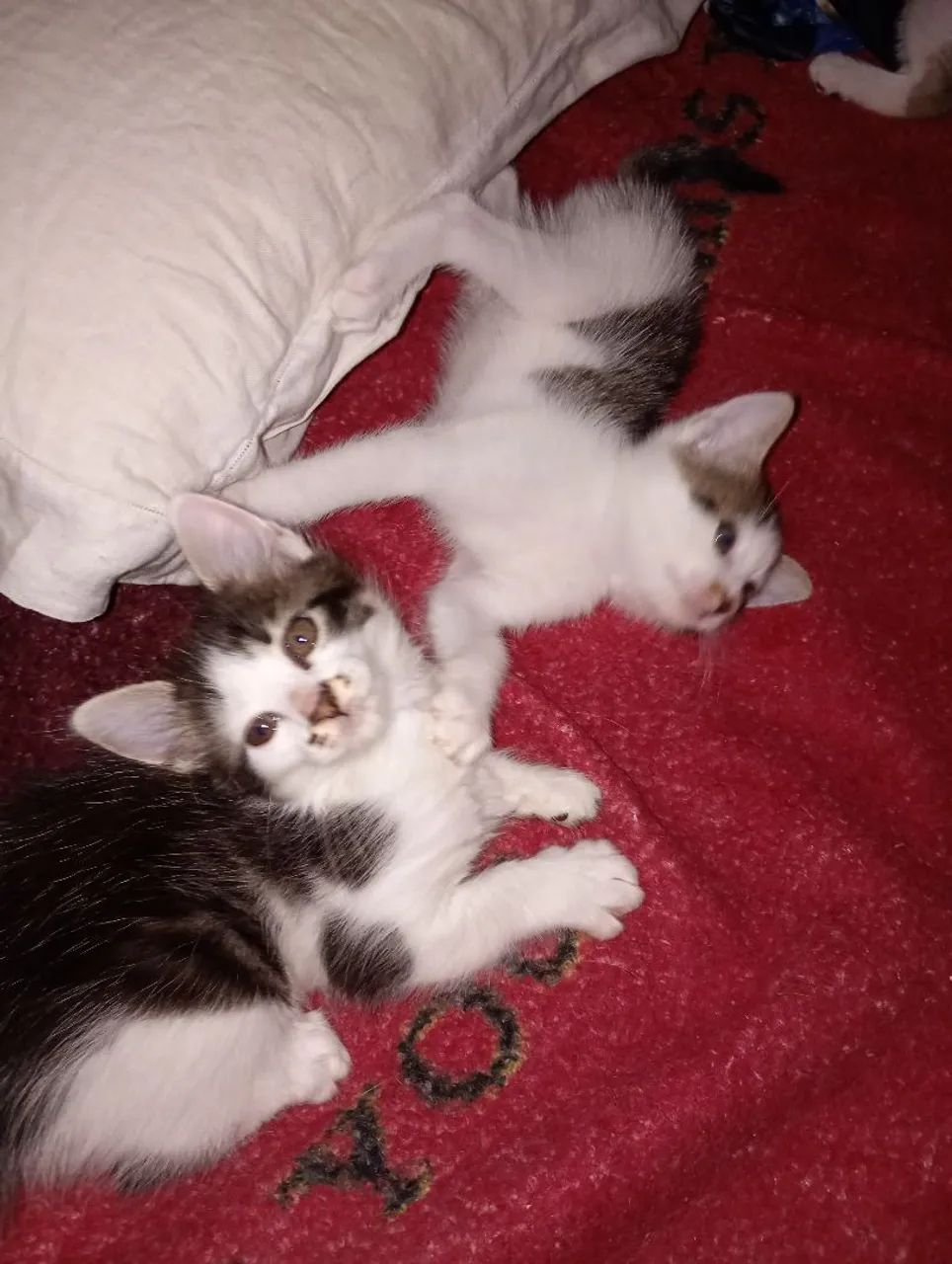 Doação de gatinhos - Foto 4