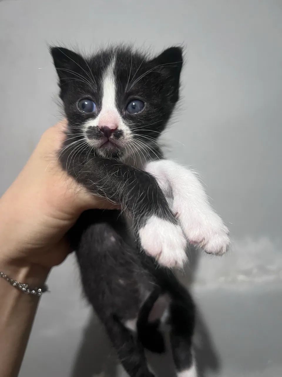 Gatos para adoção  - Foto 3