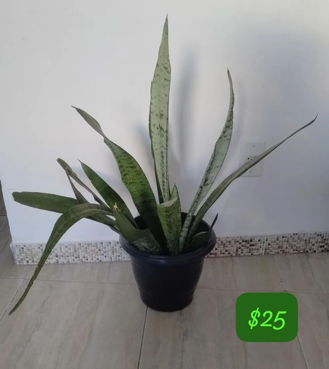 Decoração 