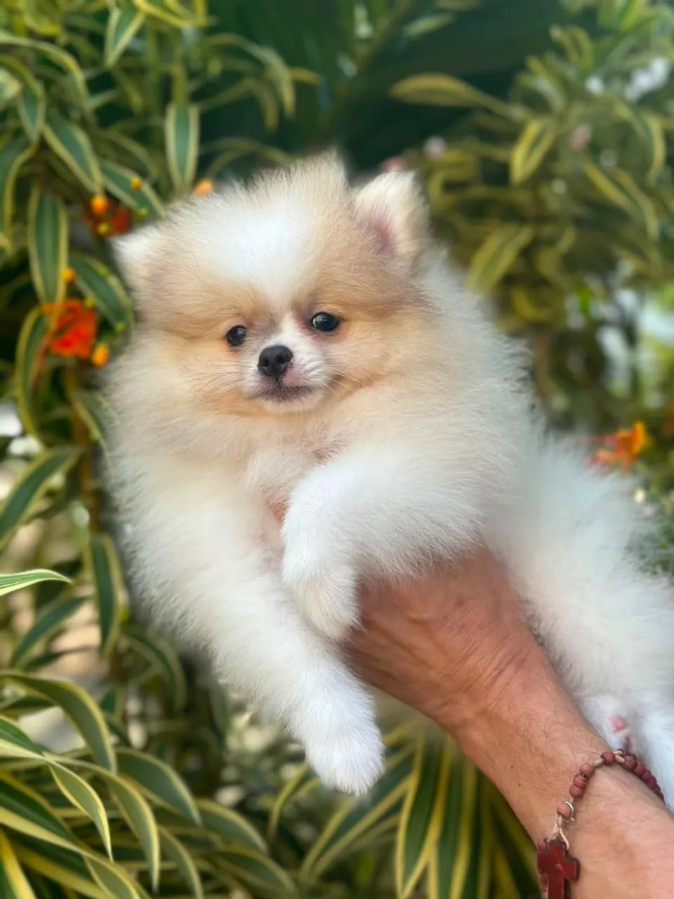 Maravilhoso e belíssimo spitz - Foto 4