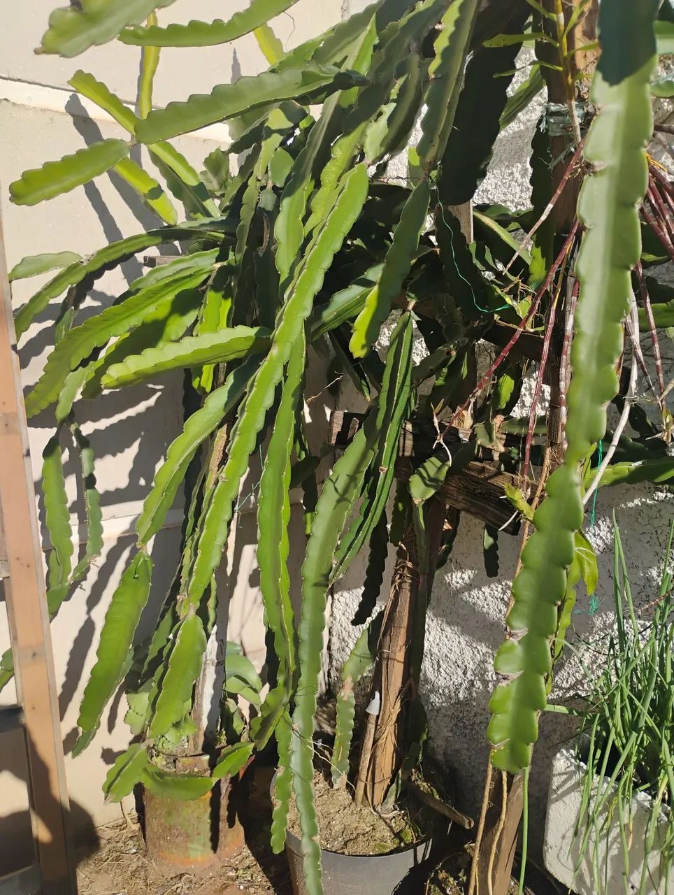 Muda de pitaya  - Foto 2