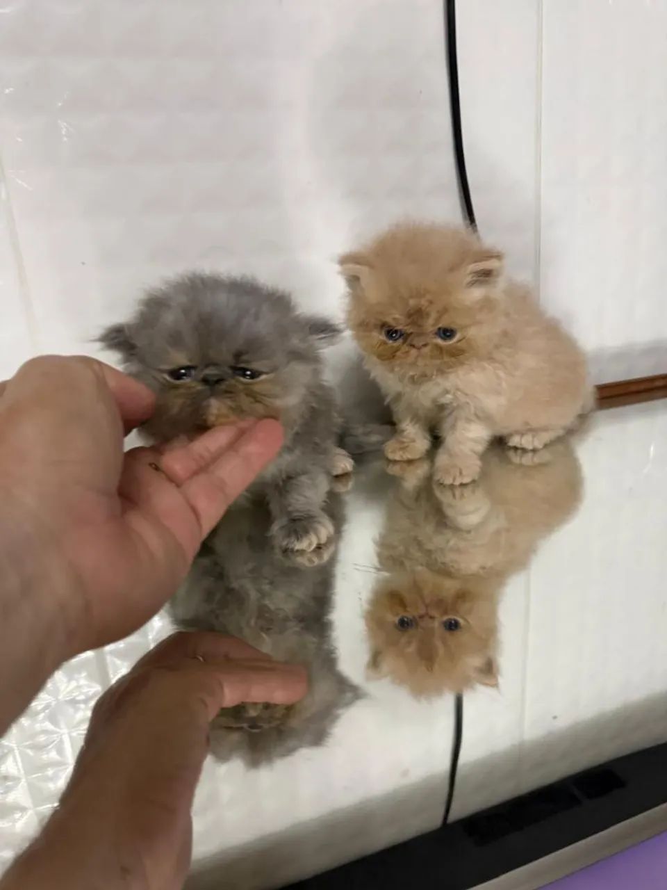 Filhote de gato persa  - Foto 2