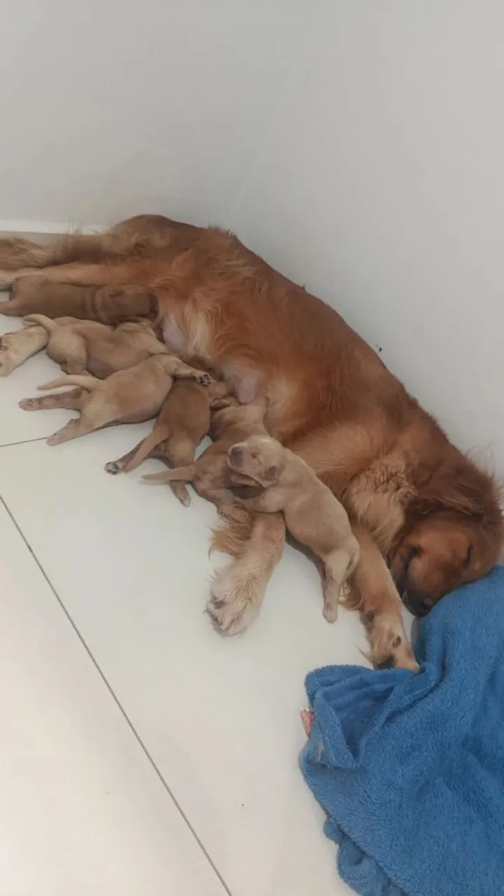 FILHOTES DE GOLDEN RETRIVER. - Foto 2