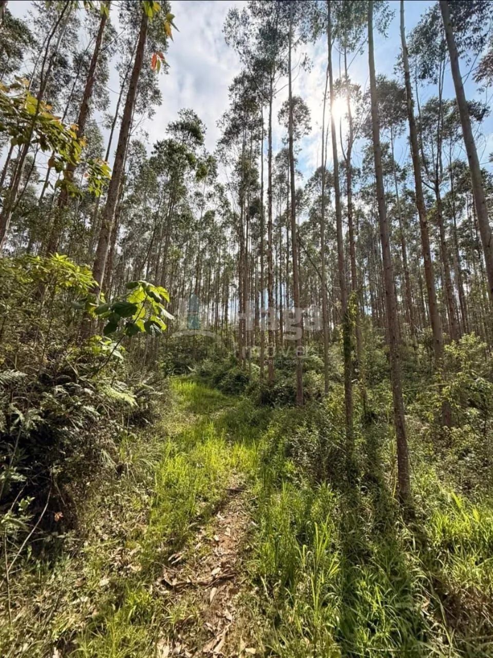 Sítio à venda em Leoberto Leal/SC - Foto 5