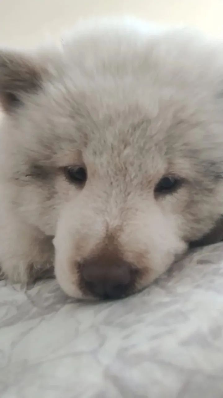 Chow chow