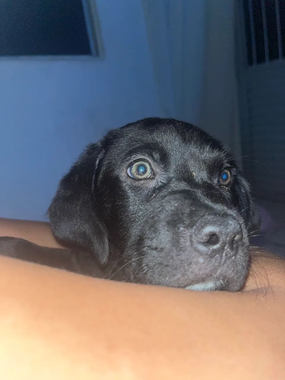 Cane corso  - Foto 2