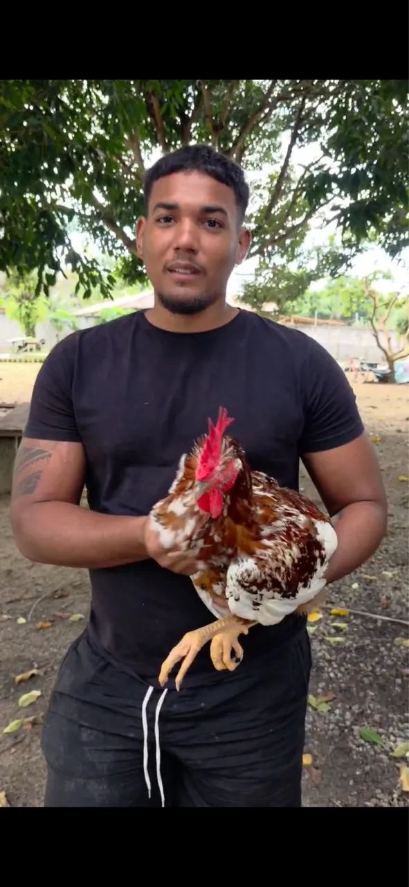 Galinha balão sertaneja  - Foto 2