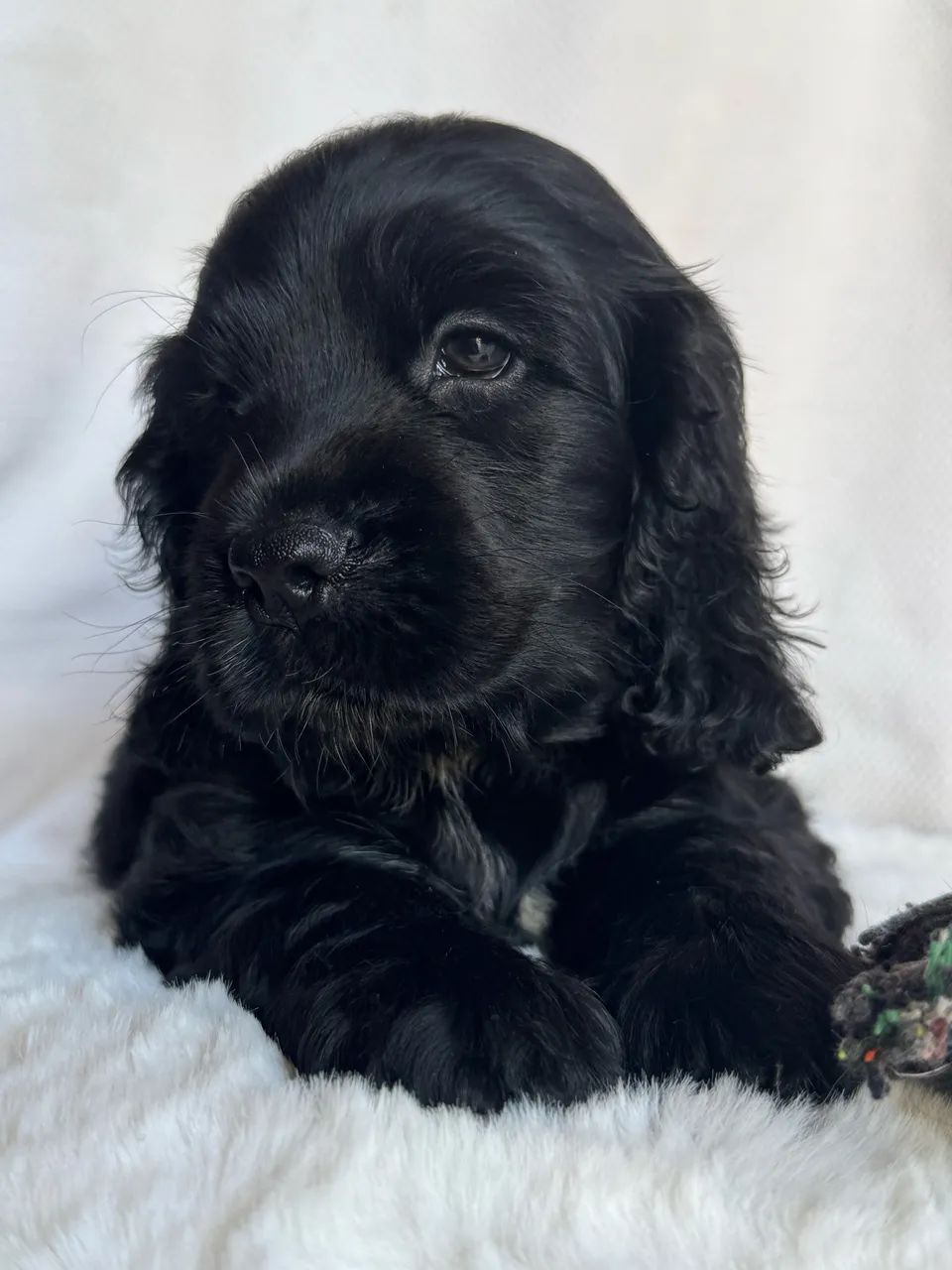 Cocker Spaniel Inglês  - Foto 2