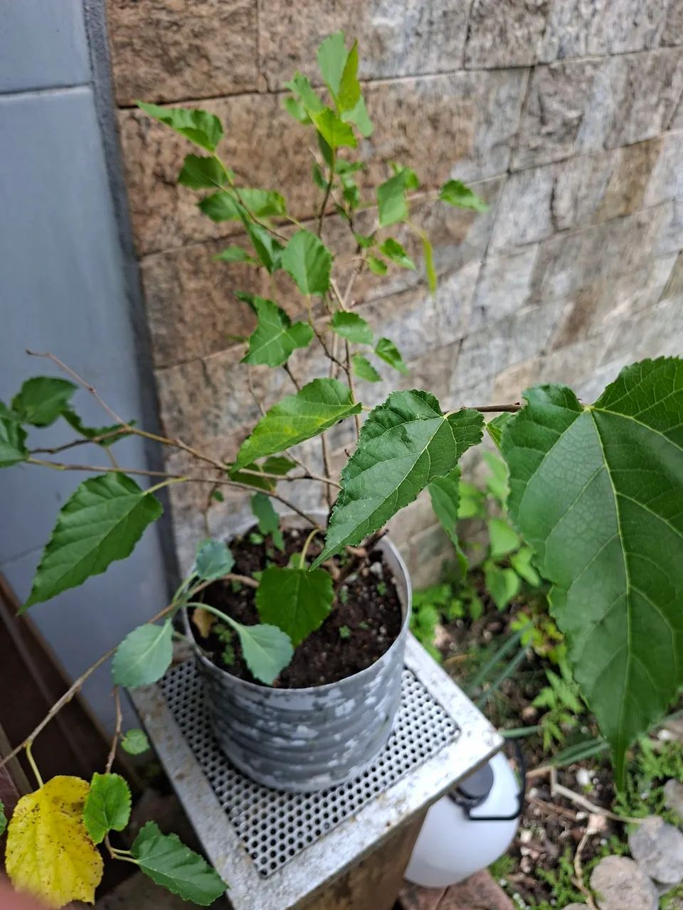 Linda muda de amora ! - Foto 3