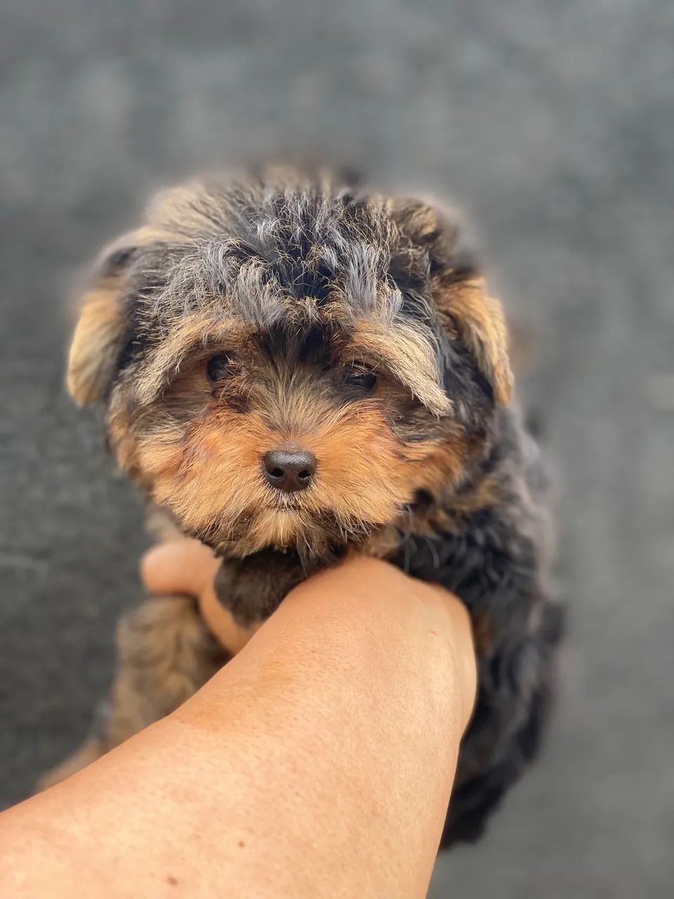 Yorkshire terrier  - Foto 2