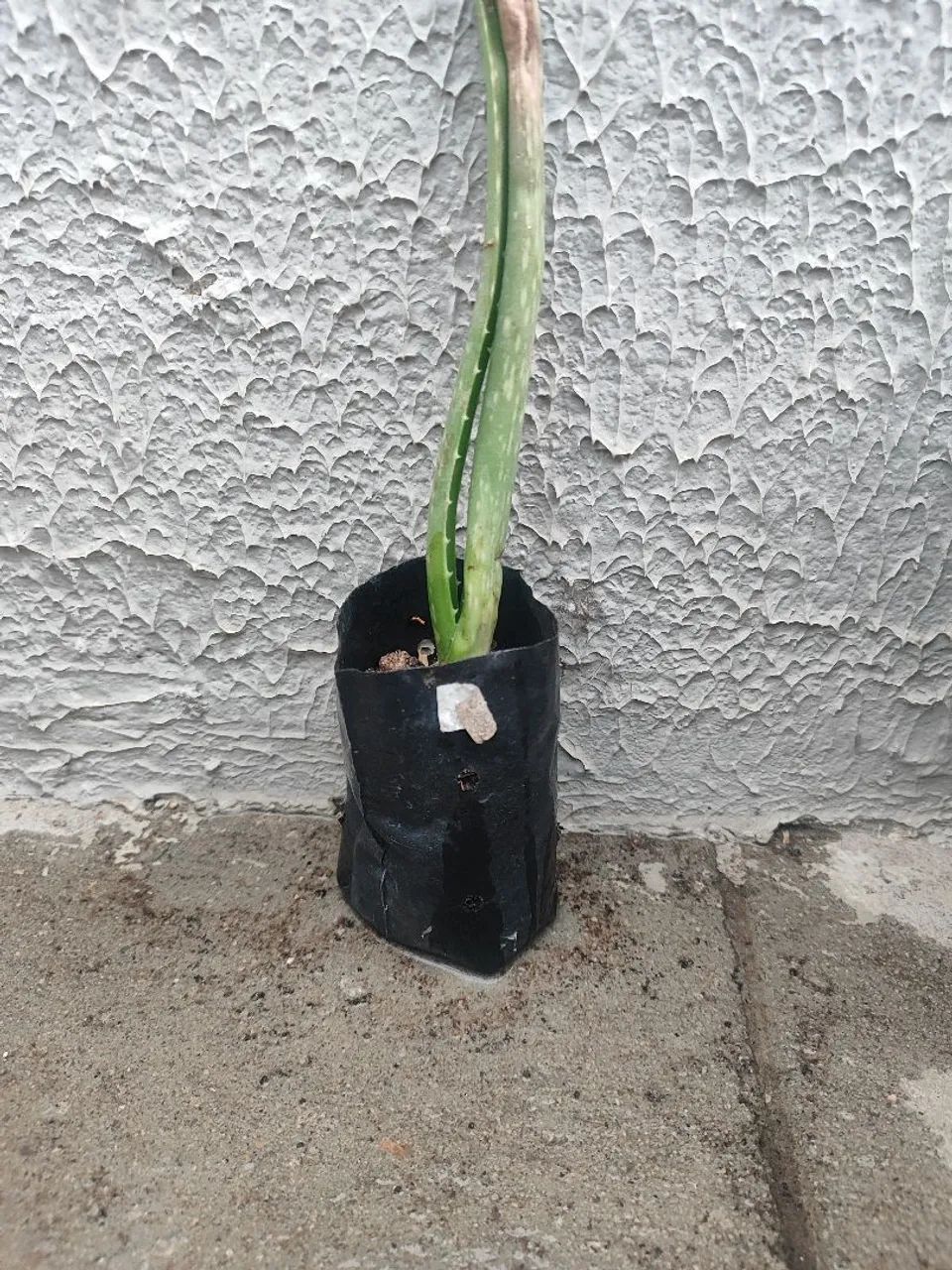 Mudas de babosa  - Foto 5
