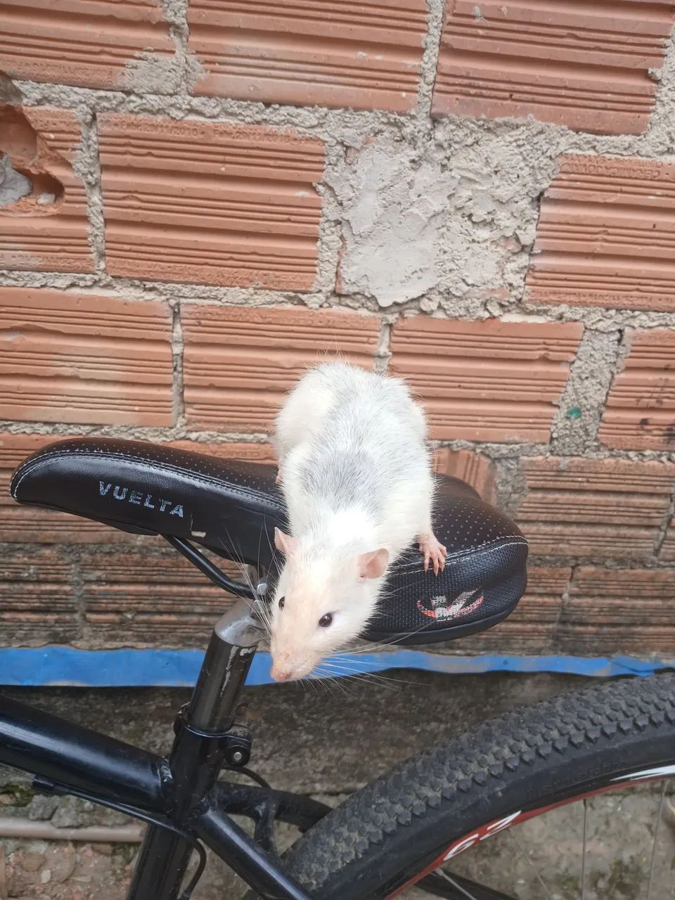 Doa-se twister  - Foto 2