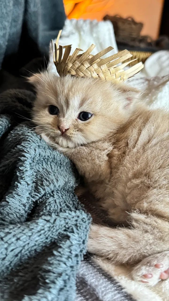 Gato Persa - Foto 2
