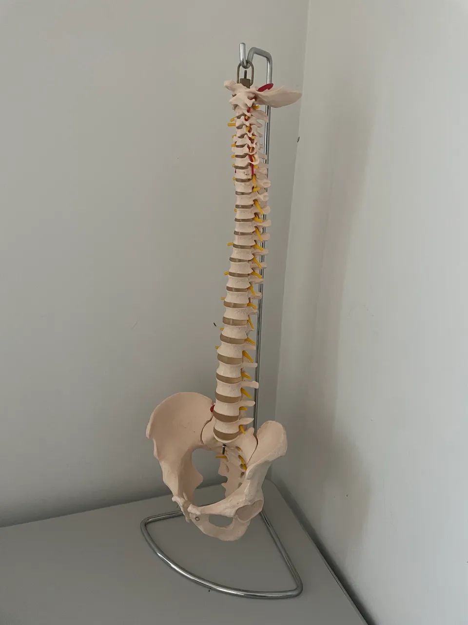 Manequim anatômico coluna vertebral  - Foto 2