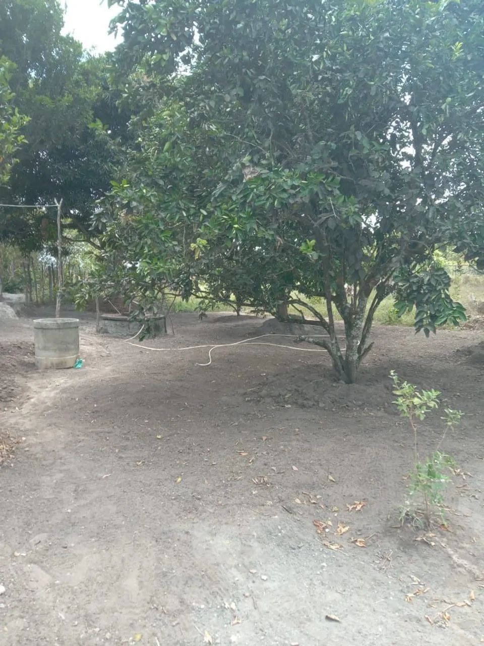 Sítio com plantas é casa bem estruturada. - Foto 4