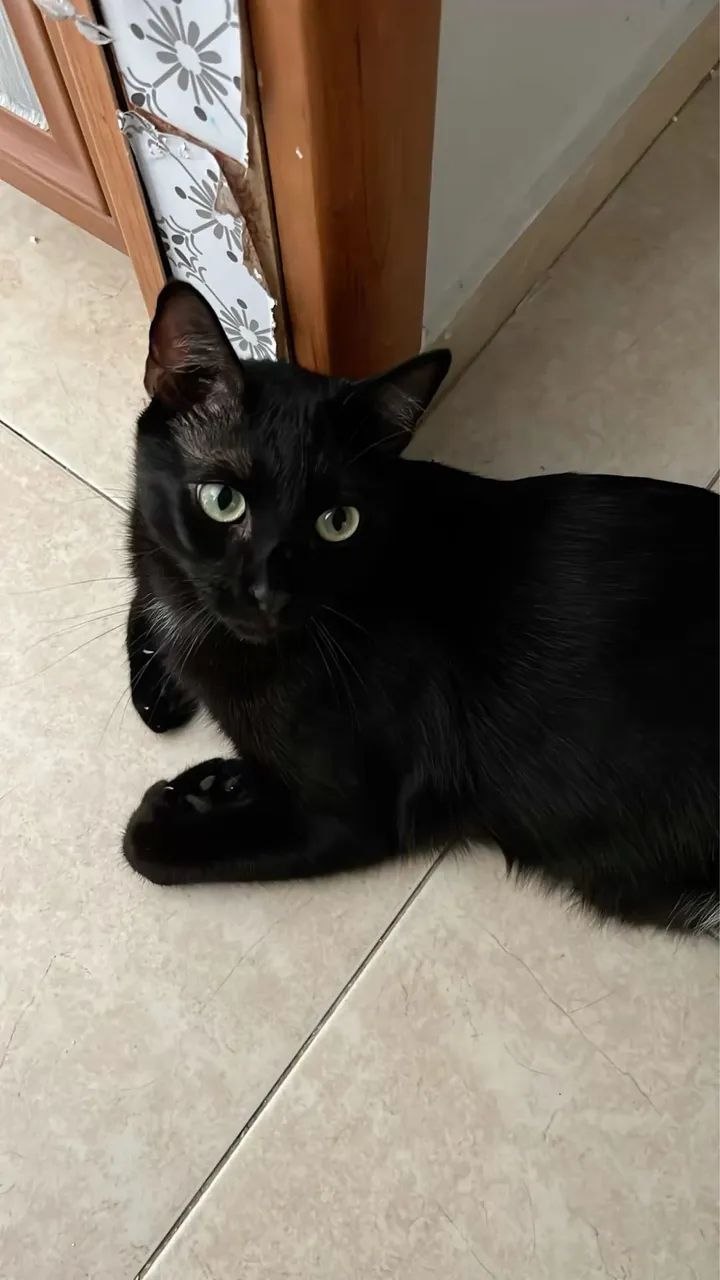 Gata preta  - Foto 4