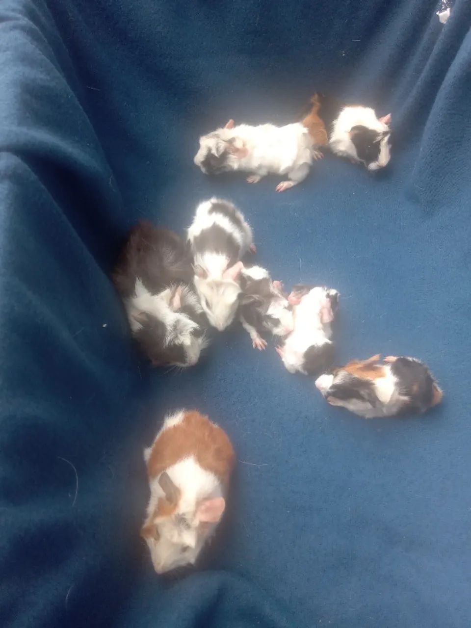 PORQUINHOS DA ÍNDIA  - Foto 4