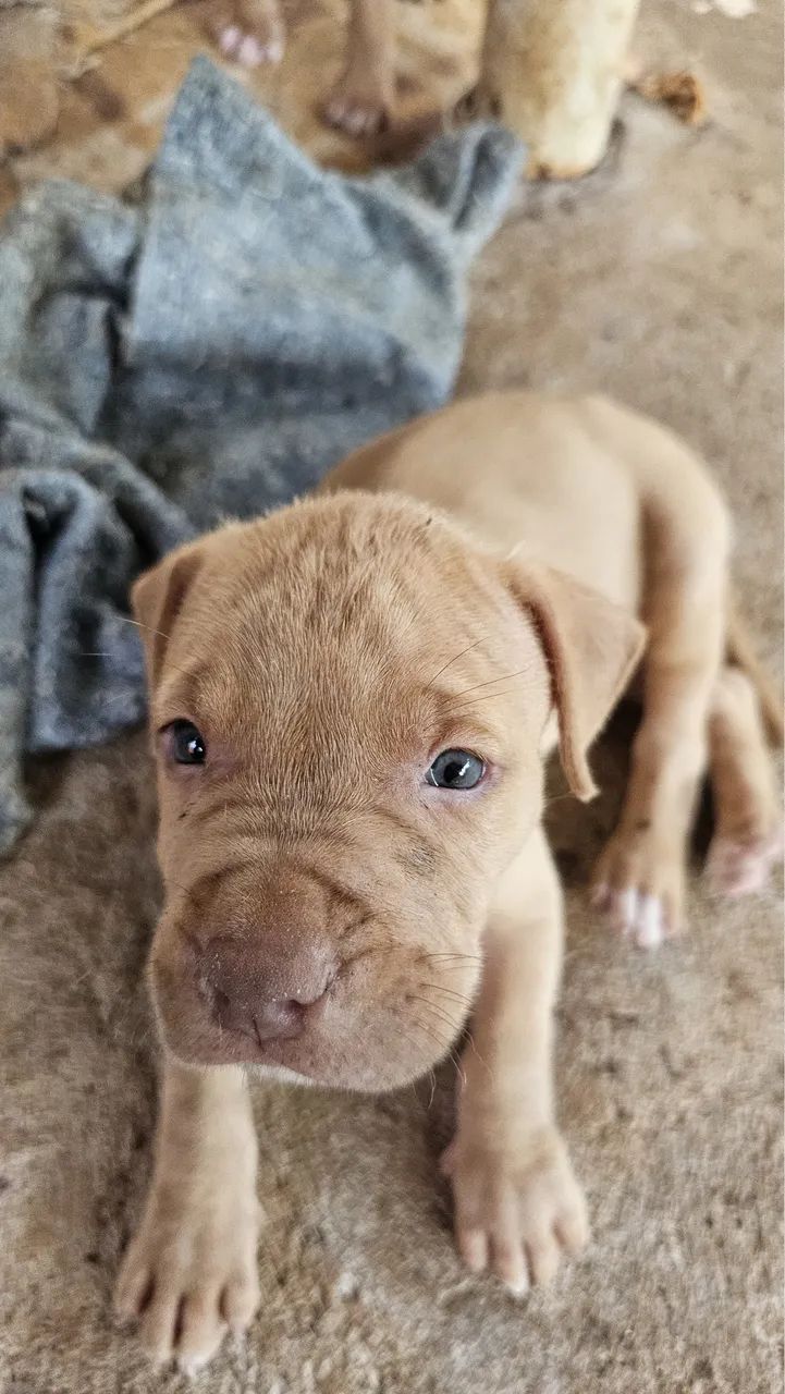 Pitbull  - Foto 3