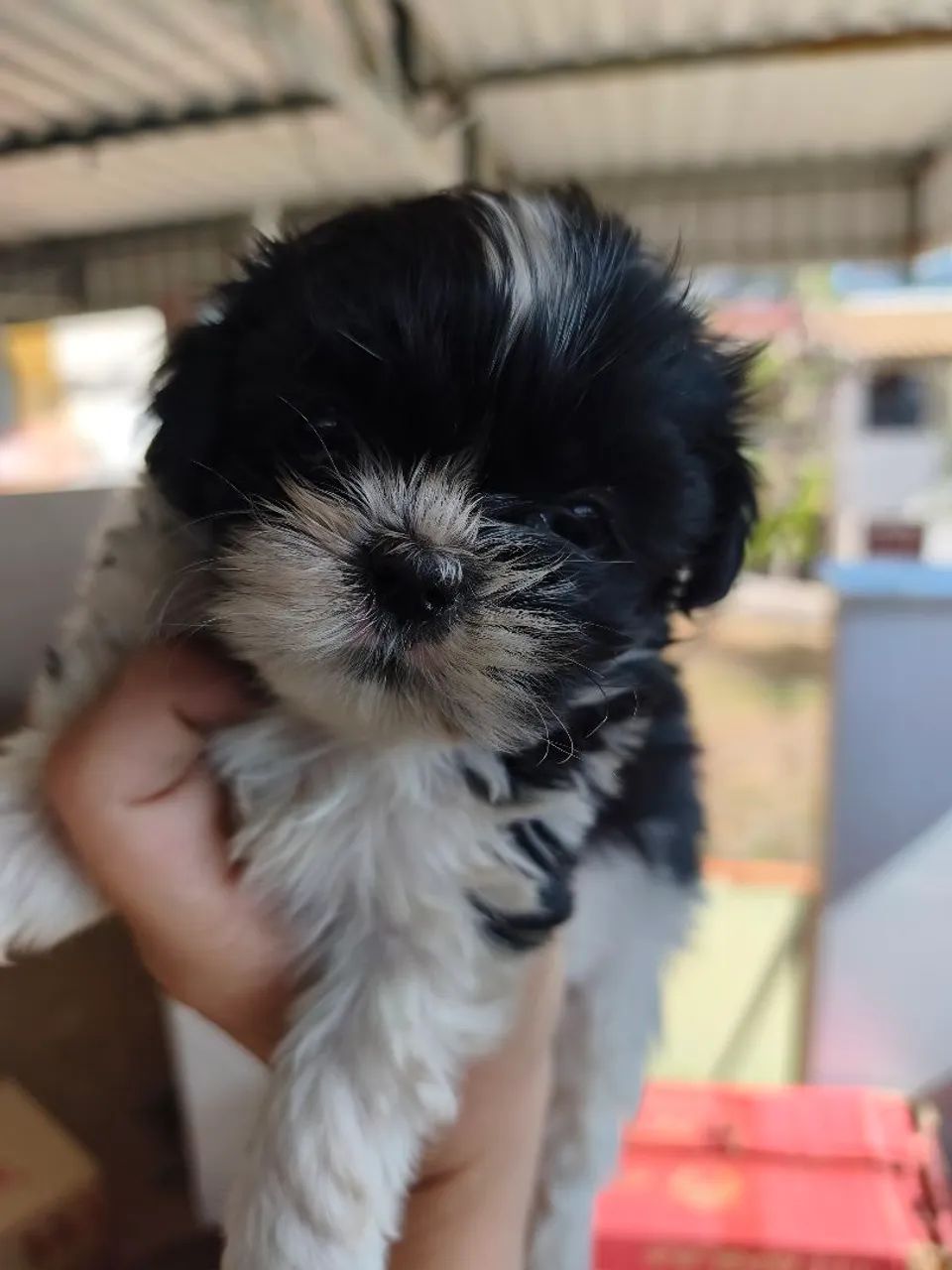 Fêmea de Mini Shihtzu  - Foto 3