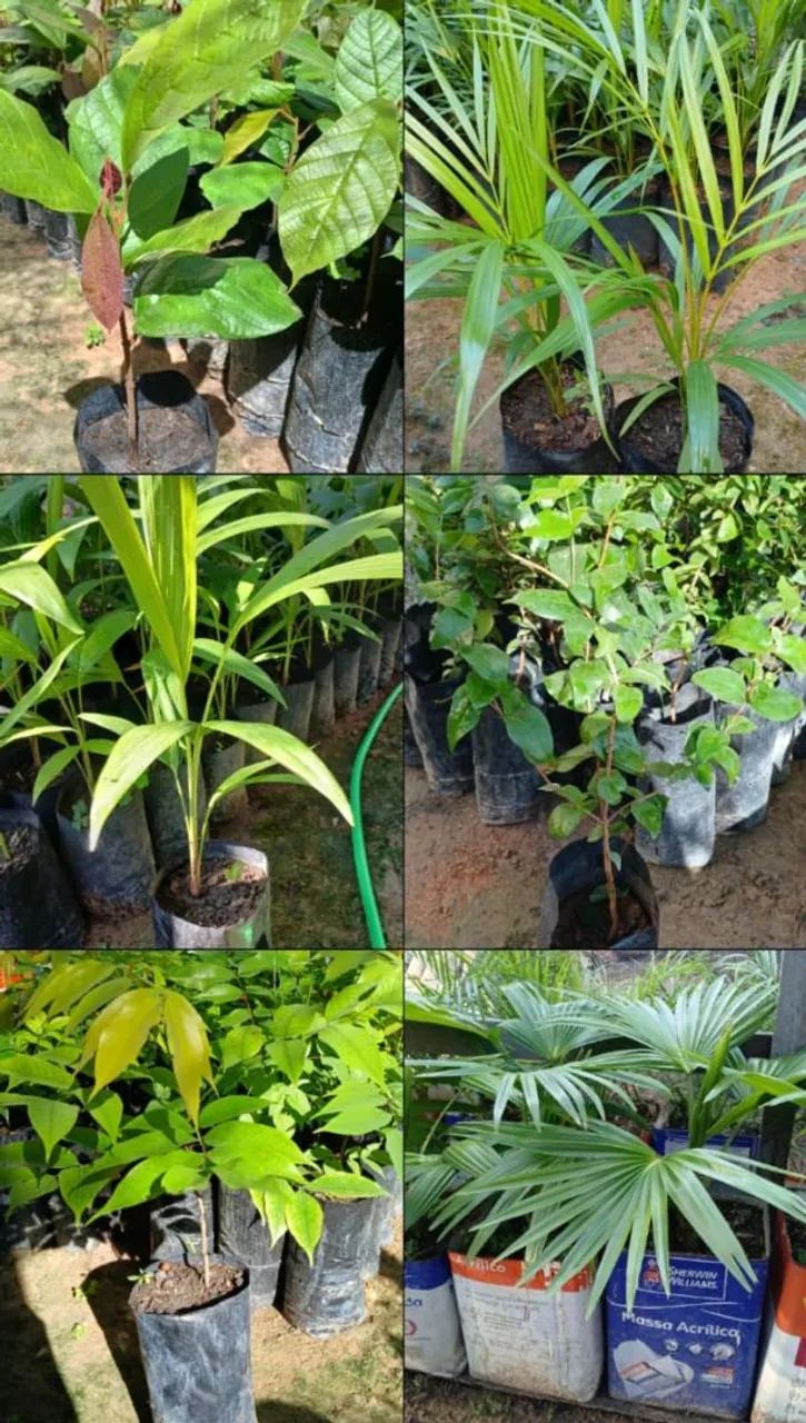 Vende-se mudas frutíferas e mudas de palmeiras. - Foto 2