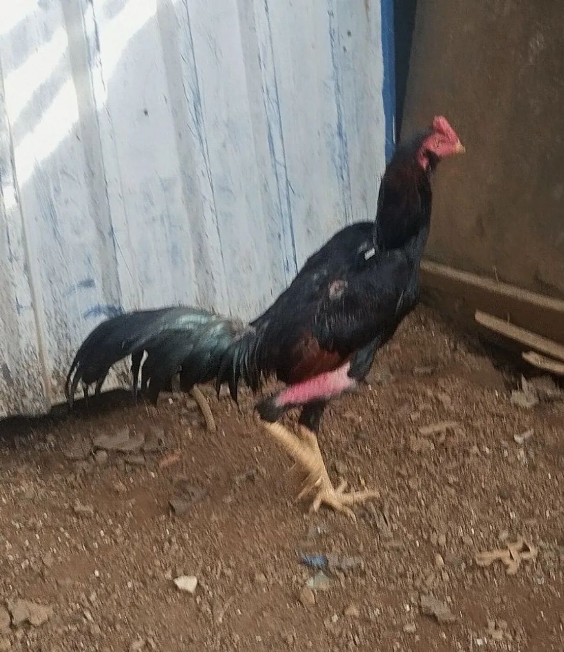 Frango top - Foto 3