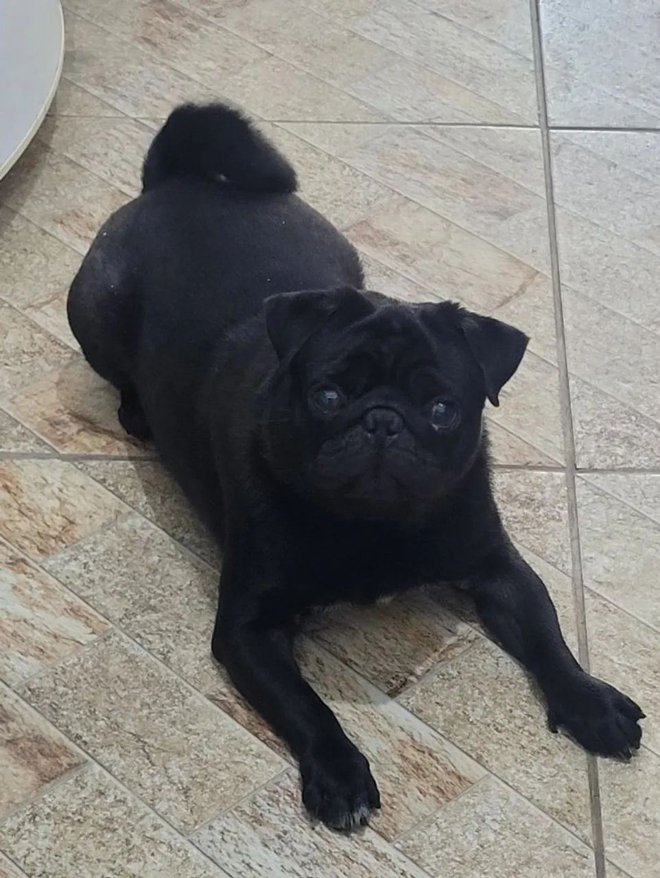 Pug black - Foto 2