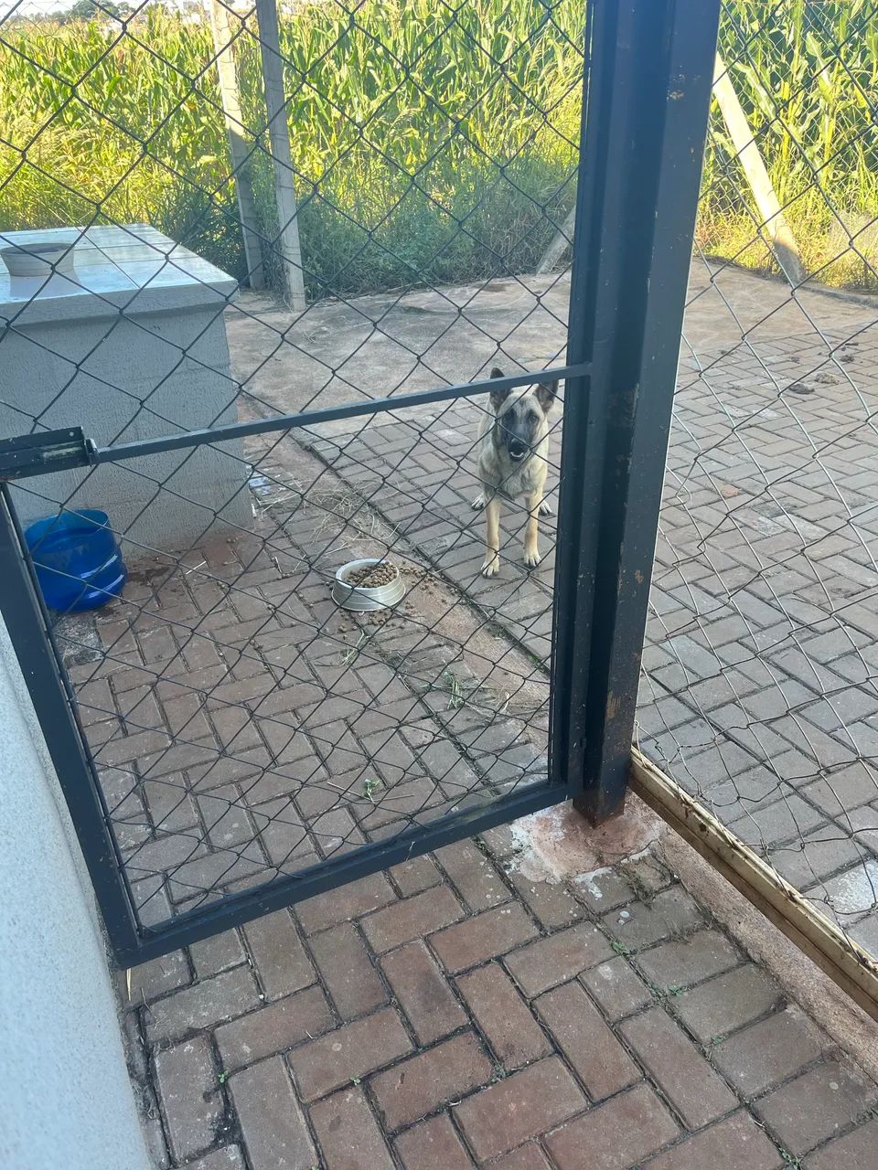Malinois