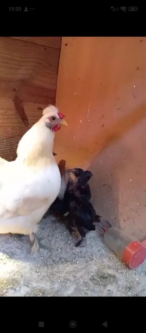 Galo e galinhas Galizé  - Foto 2