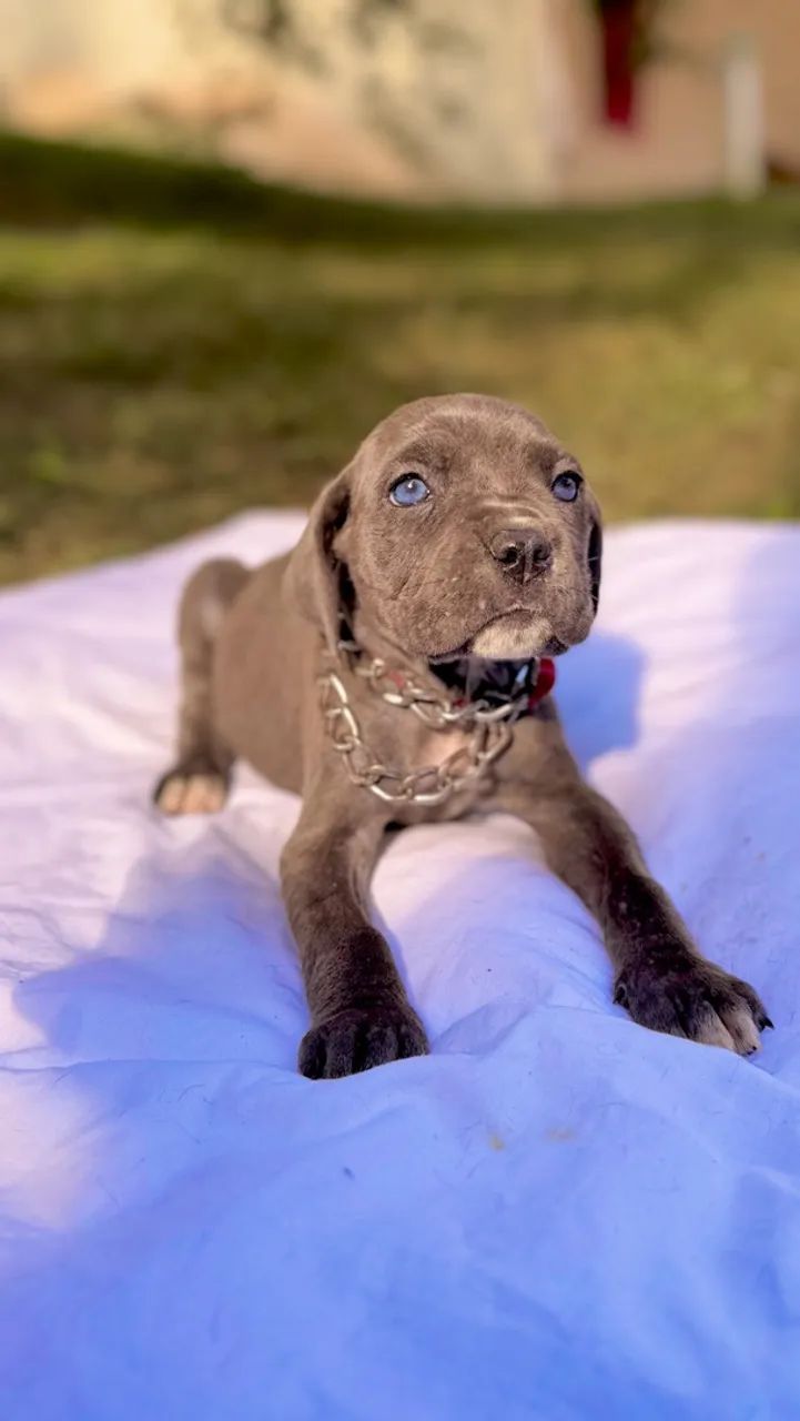 Cane corso fêmea  - Foto 3