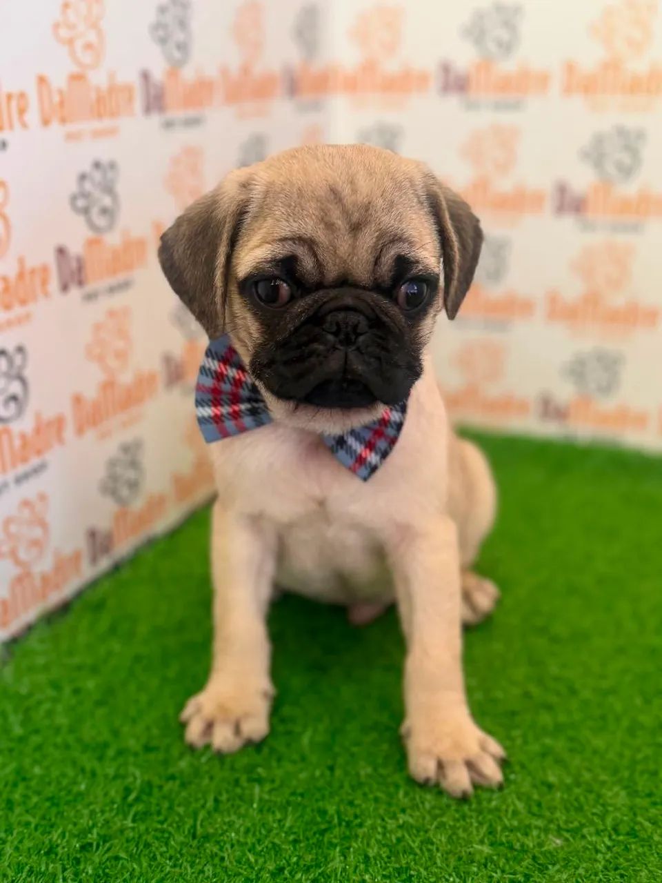Pug Macho  - Foto 2