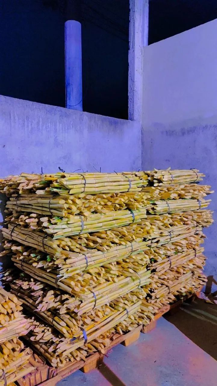 CANA DE AÇÚCAR  - Foto 5