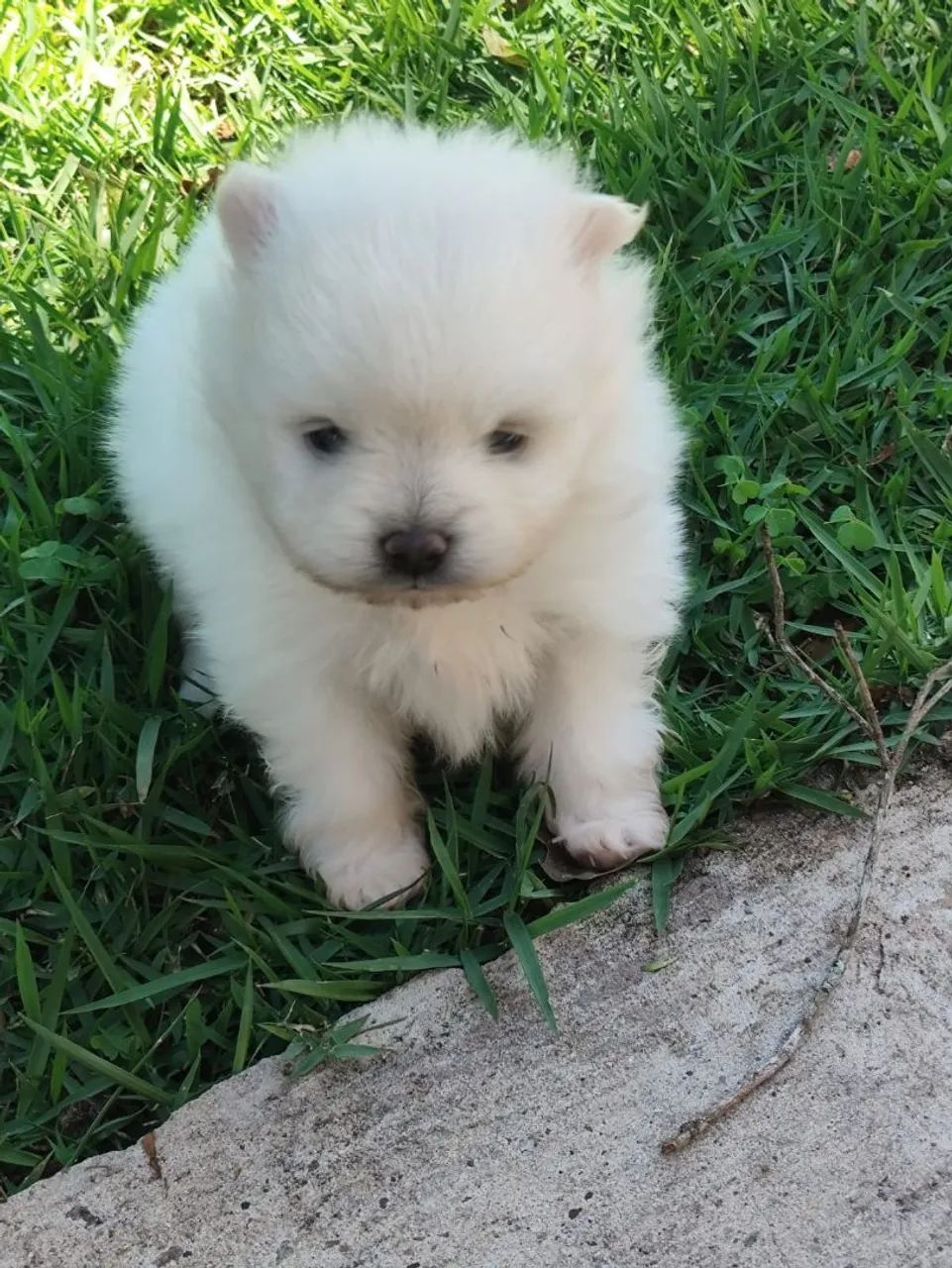 Spitz Alemão  - Foto 2