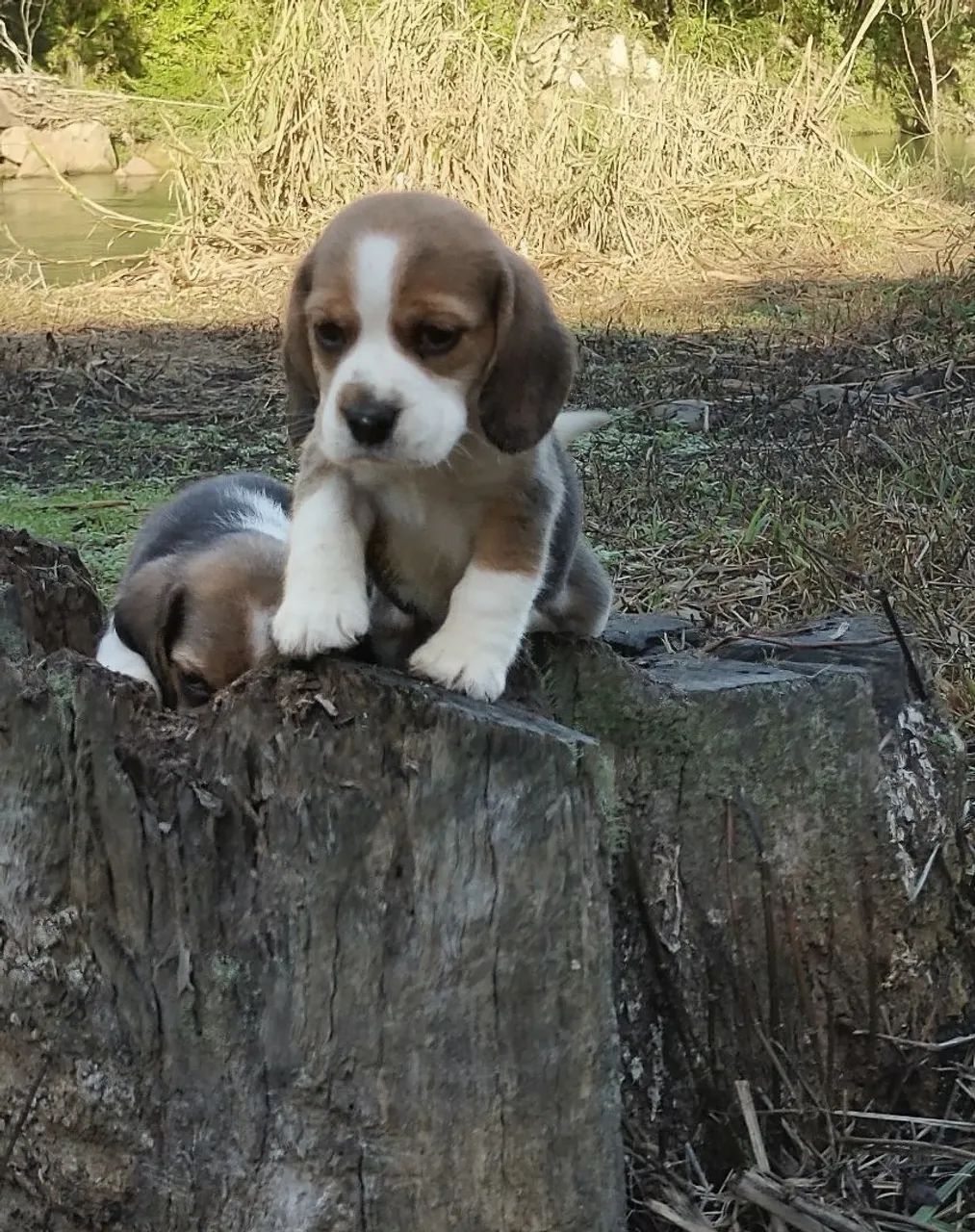 Filhotes de Beagle