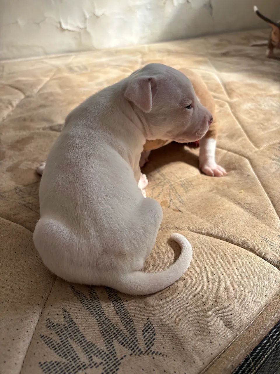 Pitbull - Foto 4