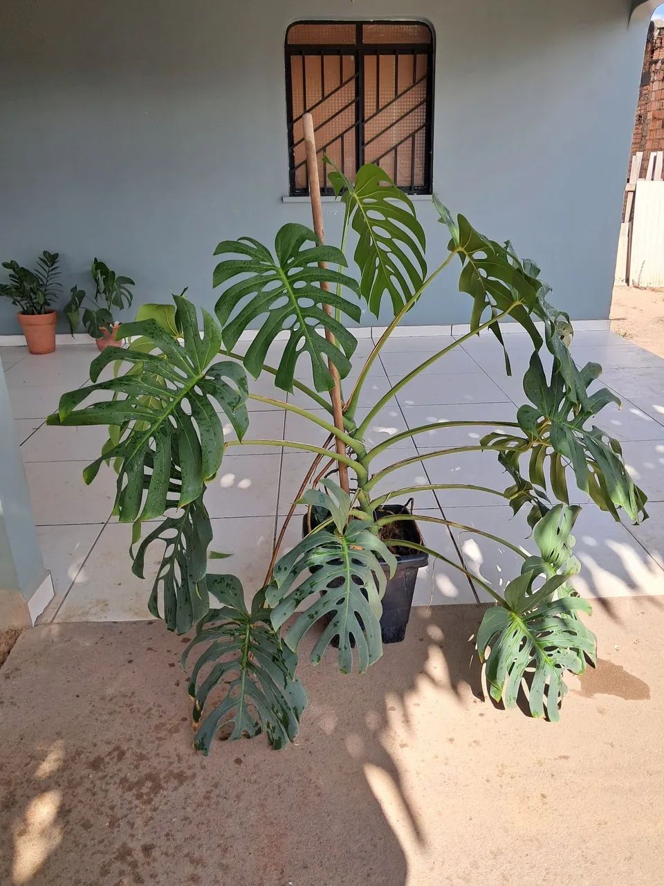 Planta  - Foto 4