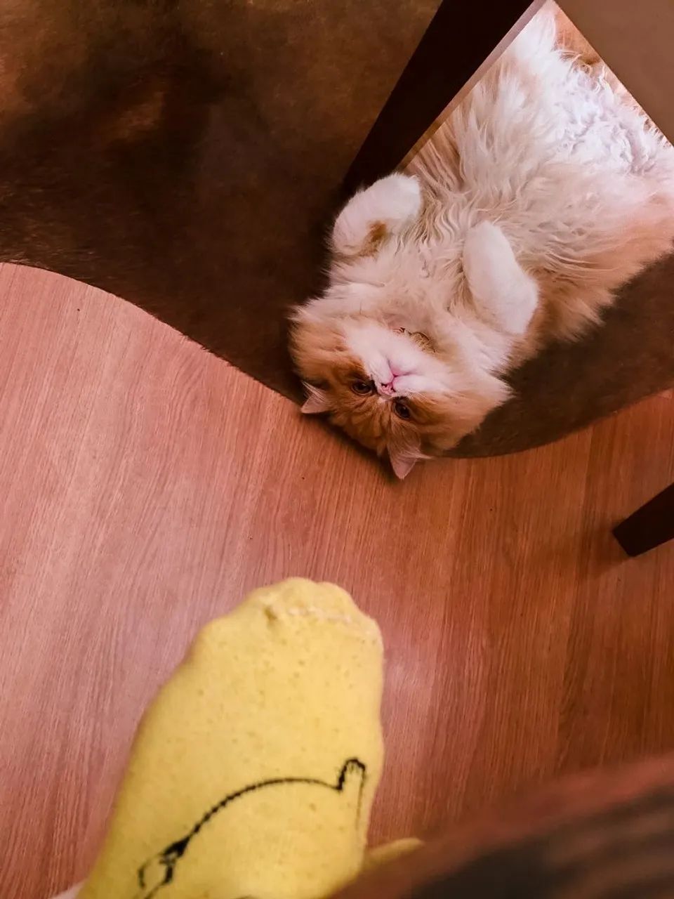 Gato Persa Com Pedigree  - Foto 4