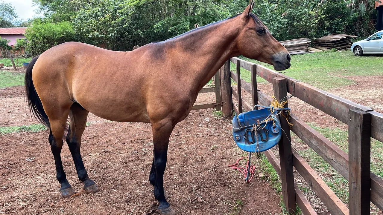 Cavalo quarto de Milha  - Foto 2