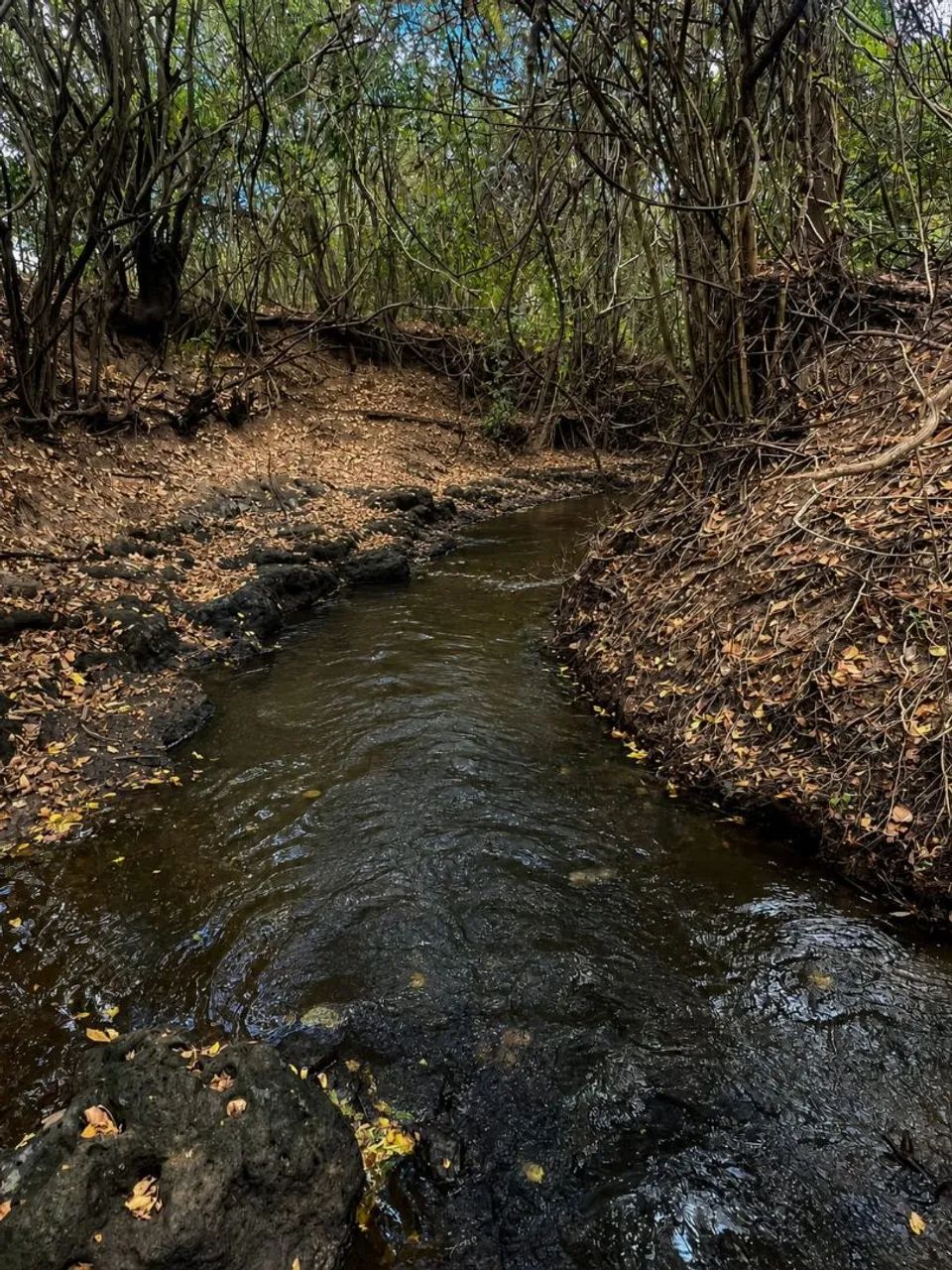 Terreno com curso dagua Palmeira dos Indios - Foto 5
