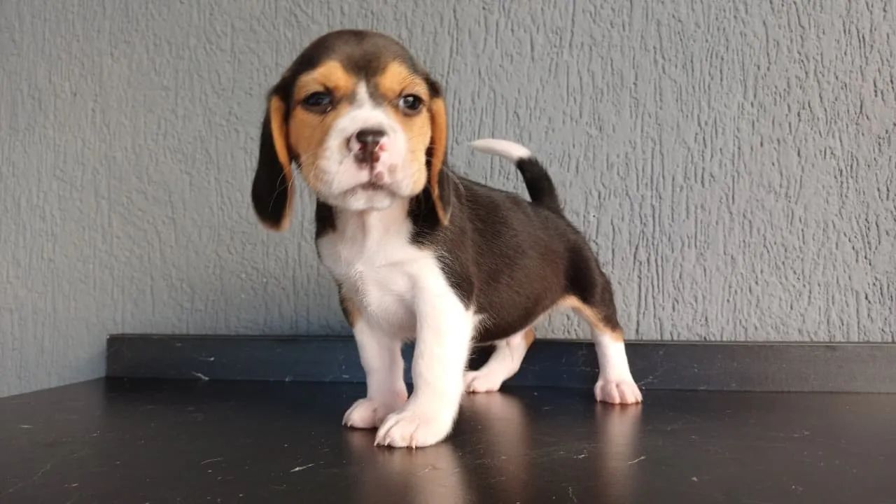 Beagle tricolor filhote vendas 