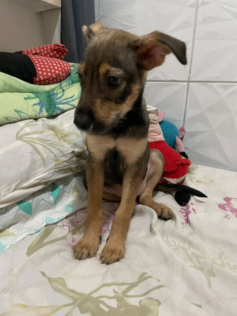 Cadelinha para adoção 