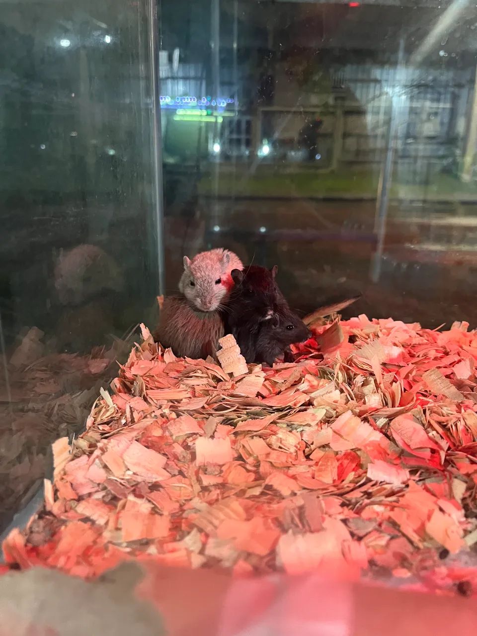 Esquilo da Mongólia - Gerbil