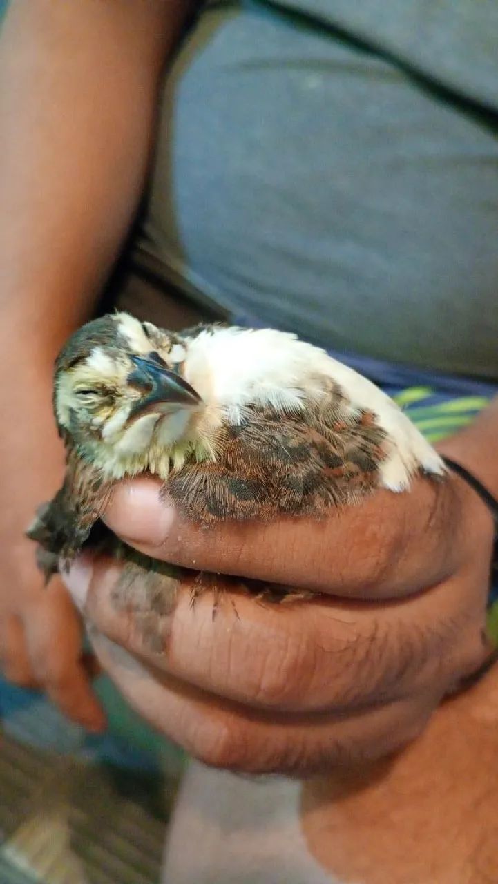 Casal de Codornas  - Foto 2