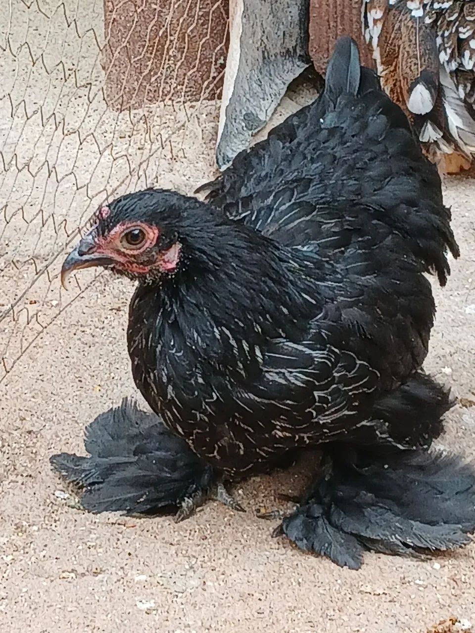 MINI GOCHIM  - Foto 2