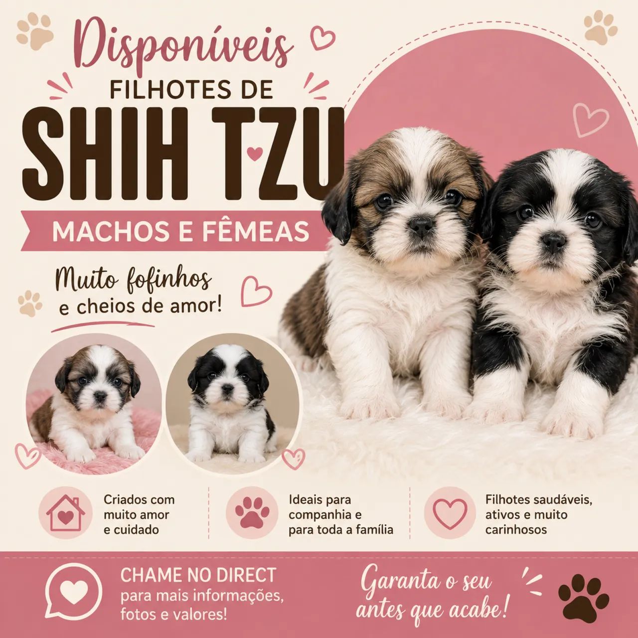 shihtzu 